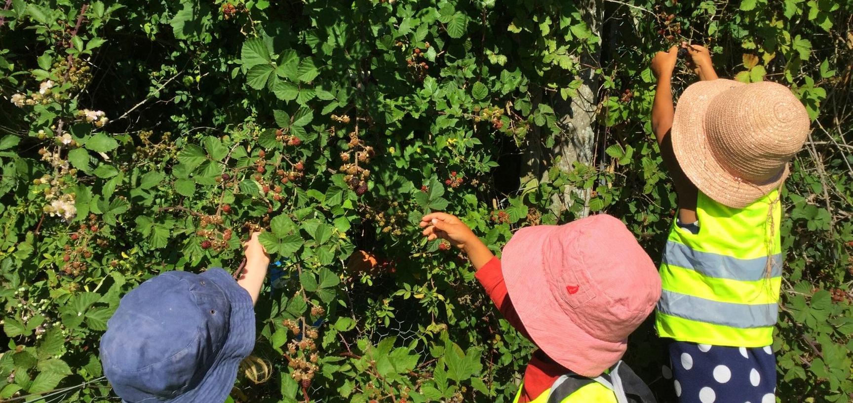 ey picking berries